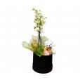 Caixa Encanto de Mini Orquídea