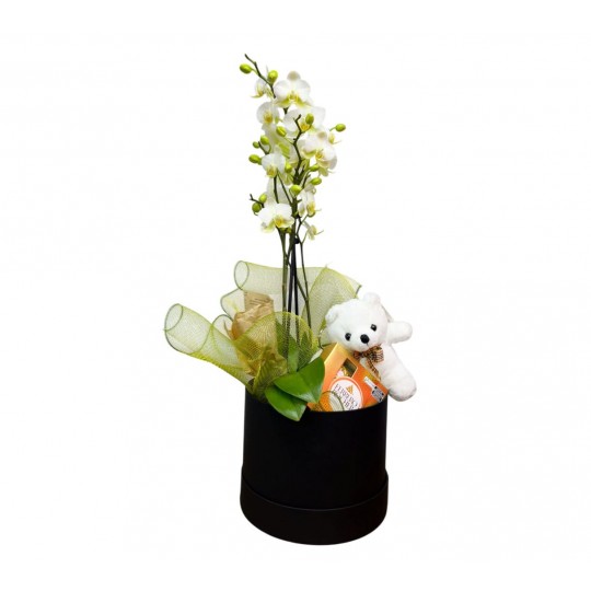 Caixa Encanto de Mini Orquídea