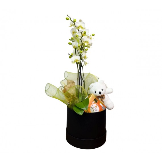 Caixa Encanto de Mini Orquídea