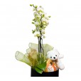 Caixa Encanto de Mini Orquídea