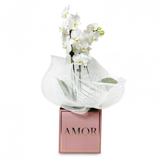 Mini White Orchid Floral Harmony in Pink Cachepot AMOR