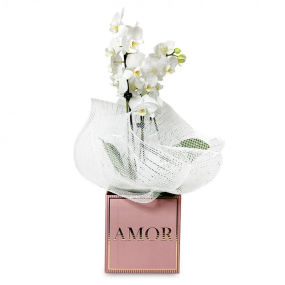 Mini White Orchid Floral Harmony in Pink Cachepot AMOR