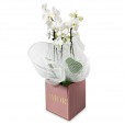 Mini White Orchid Floral Harmony in Pink Cachepot AMOR