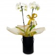 White Orchid Purity and Elegance in Black Cachepot II