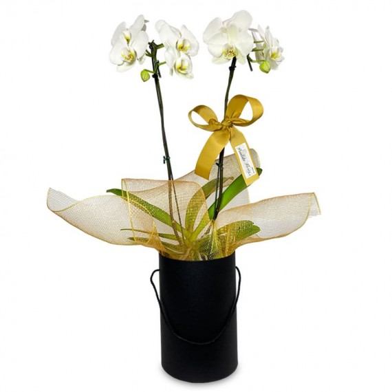 White Orchid Purity and Elegance in Black Cachepot II
