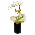 White Orchid Purity and Elegance in Black Cachepot II