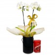 White Orchid Purity and Elegance in Black Cachepot II
