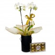 White Orchid Purity and Elegance in Black Cachepot II