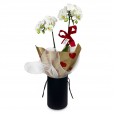 White Orchid Purity and Elegance in Black Cachepot I