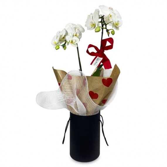 White Orchid Purity and Elegance in Black Cachepot I