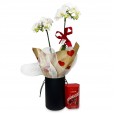 White Orchid Purity and Elegance in Black Cachepot I