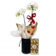 White Orchid Purity and Elegance in Black Cachepot I