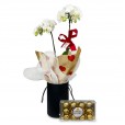 White Orchid Purity and Elegance in Black Cachepot I