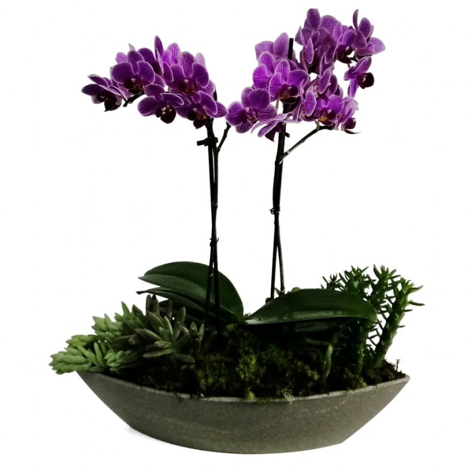 Arrangement of Mini Purple Orchids Planted