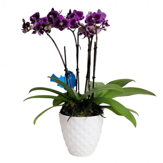 Mini Purple Orchid Planted