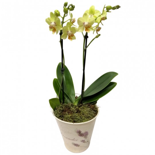 Mini Yellow Orchid in Floral Cachepot II