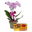 Mini Planted Lilac Orchid and Garoto Chocolate Box