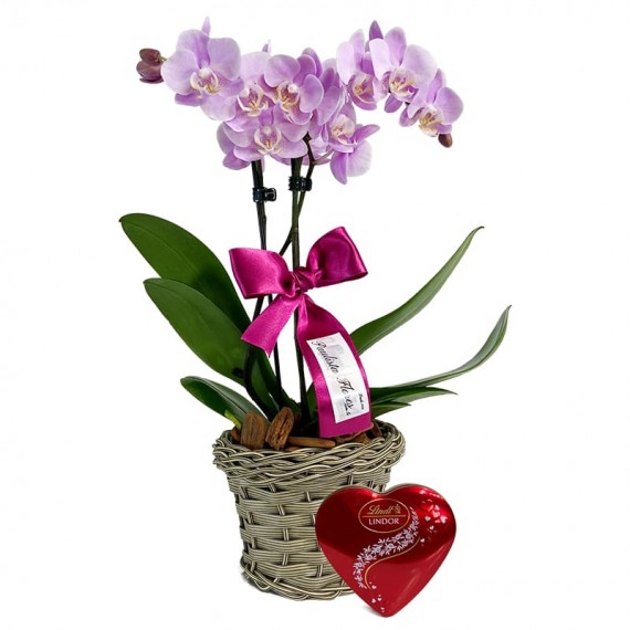 Mini Planted Lilac Orchid and Lindt Heart P