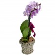 Mini Planted Lilac Orchid and Garoto Chocolate Box