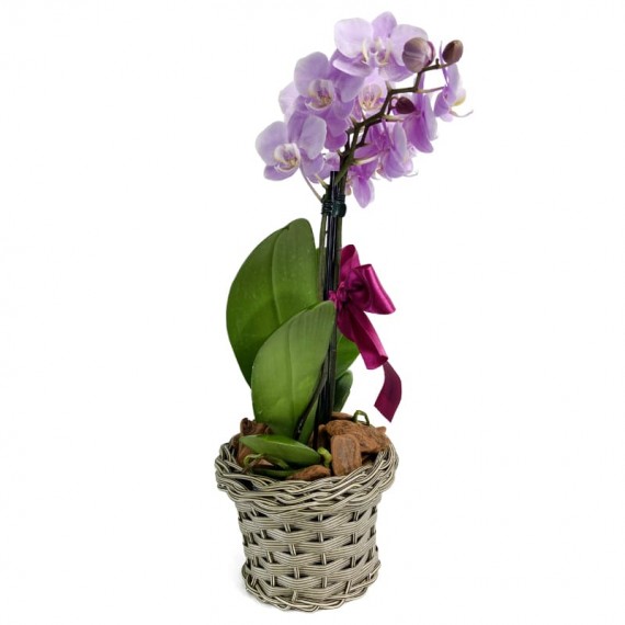 Mini Planted Lilac Orchid