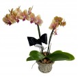 Mini Yellow Orchid planted with Lindt Milk Chocolate Bar