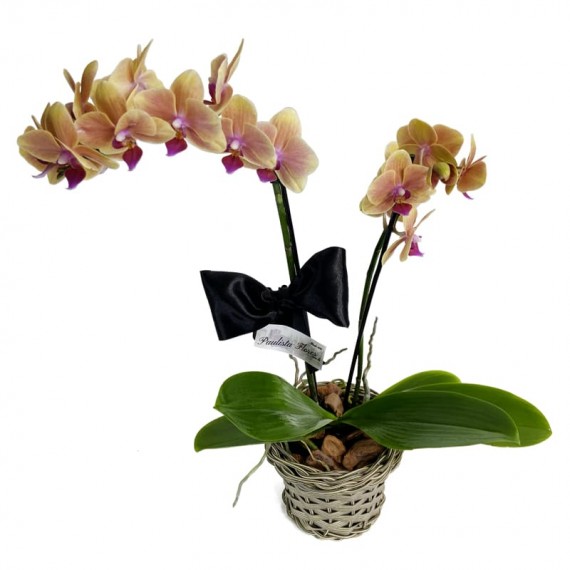 Mini Planted Yellow Orchid