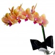 Mini Yellow Orchid planted with Lindt Milk Chocolate Bar