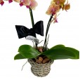 Mini Yellow Orchid planted with Lindt Milk Chocolate Bar
