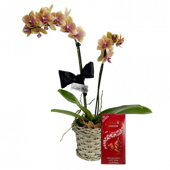 Mini Orquídea Amarela plantada e Barra Chocolate Lindt Milk