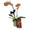 Mini Yellow Orchid planted with Swiss Milk Bar Lindt with Hazelnuts