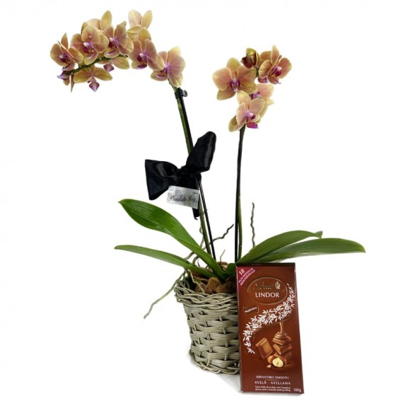 Mini Orquídea Amarela plantada e Barra Lindt Suiço ao Leite com Avelãs