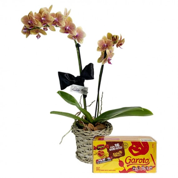 Mini Planted Yellow Orchid and Garoto Chocolate Box