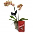 Mini Orquídea Amarela plantada e Chocolate Lindt Milk