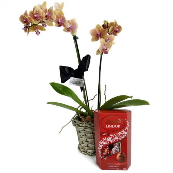 Mini Yellow Orchid planted with Lindt Milk Chocolate