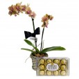 Mini Orquídea Amarela Plantada e Ferrero Rocher G