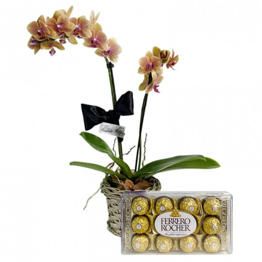 Mini Orquídea Amarela Plantada e Ferrero Rocher G