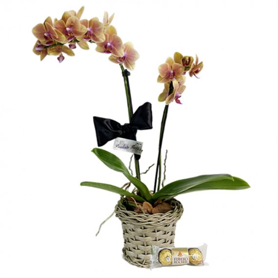 Mini Orquídea Amarela Plantada e Ferrero Rocher P
