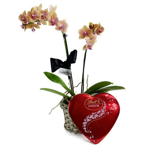 Mini Yellow Orchid planted with Lindt Heart G