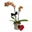 Mini Orquídea Amarela plantada e Lindt Coração P