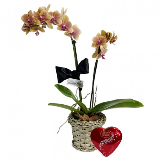 Mini Yellow Orchid planted with Lindt Heart P