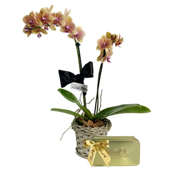 Mini Orquídea Amarela plantada e Lindt Gold Gift