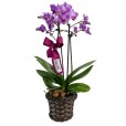 Mini Purple Planted Angelic Orchid and Lindt Milk Chocolate