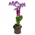 Mini Purple Planted Angelic Orchid and Lindt Milk Chocolate