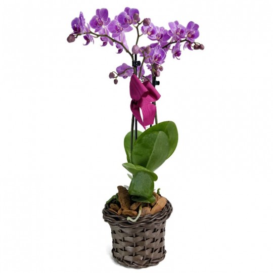 Mini Planted Purple Orchid Angelic