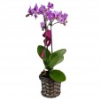 Mini Purple Planted Angelic Orchid and Lindt Milk Chocolate