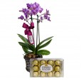 Mini Purple Planted Orchid Angelic and Ferrero Rocher G