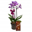Mini Orquídea Roxa Plantada Angelic e Barra Chocolate Lindt Avelã