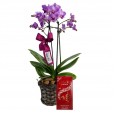 Mini Orquídea Roxa Plantada Angelic e Barra Chocolate Lindt Milk