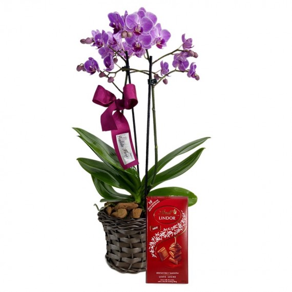 Mini Angelic Planted Purple Orchid and Lindt Milk Chocolate Bar