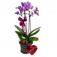 Mini Purple Planted Orchid Angelic and Lindt Coração P